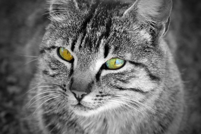 Image par José Manuel de Laá de Pixabay