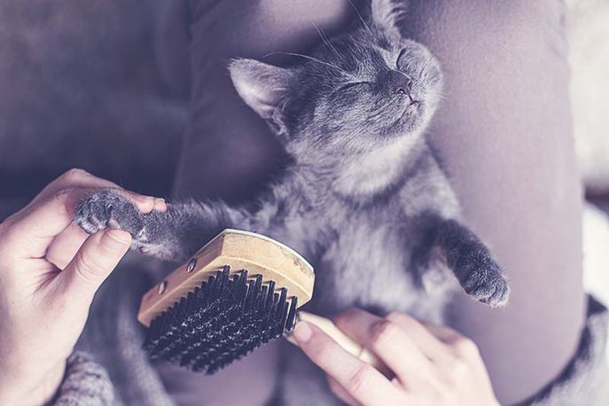 chat gris