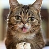 Crédit à l'auteur: Iamlilbub [CC-BY-SA-3.0 (http://creativecommons.org/licenses/by-sa/3.0)], via Wikimedia Commons